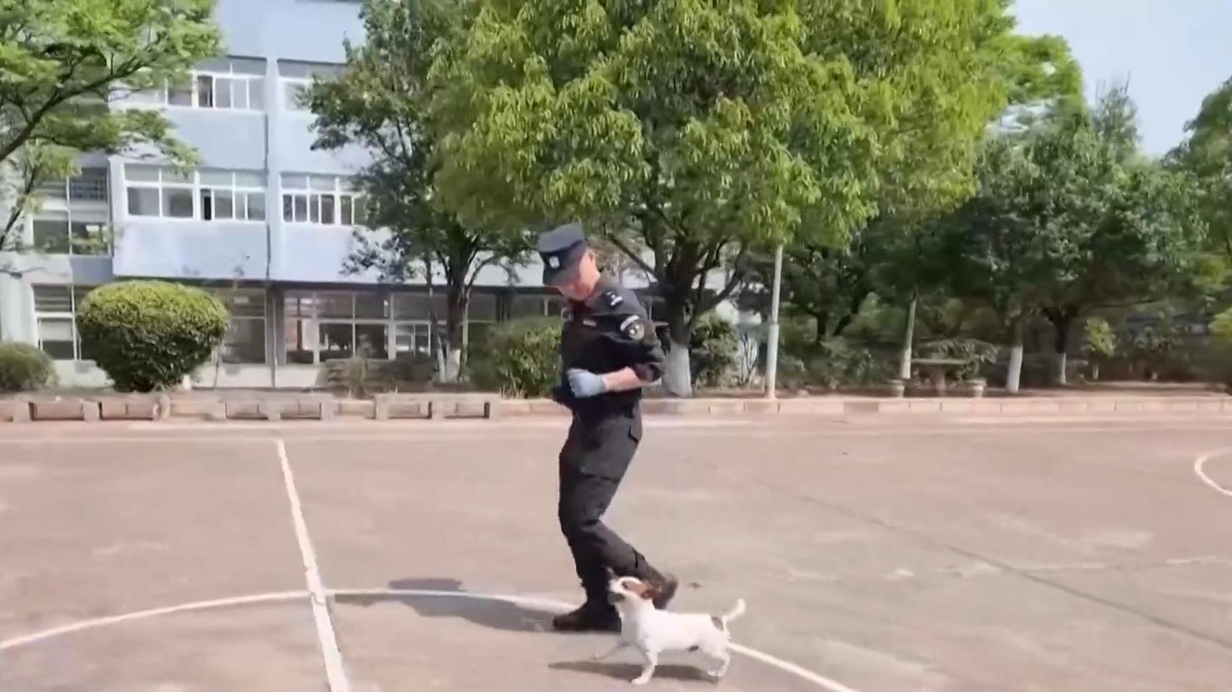 时政微视频丨拳拳赤子心